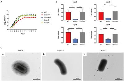 The two-component system CpxA/CpxR is critical for full virulence in Actinobacillus pleuropneumoniae